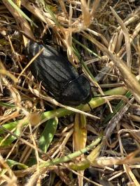 <i>Silpha tristis</i>