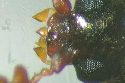 <i>Dorcatoma minor</i>