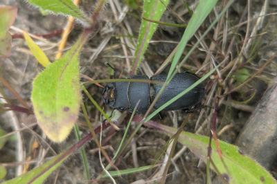 <i>Dorcus parallelipipedus</i>