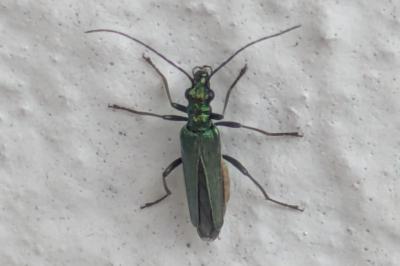 <i>Oedemera nobilis</i>