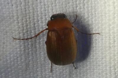 <i>Serica brunnea</i>