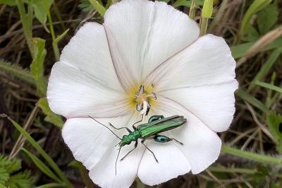 <i>Oedemera nobilis</i>