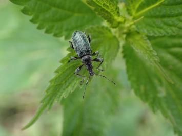 <i>Phyllobius pomaceus</i>