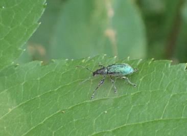 <i>Phyllobius pomaceus</i>