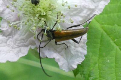 <i>Stenurella</i>