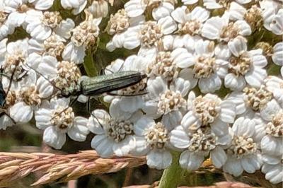 <i>Oedemera</i>