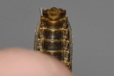 <i>Lampyris noctiluca</i>