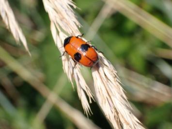 <i>Clytra laeviuscula</i>