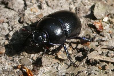 <i>Anoplotrupes stercorosus</i>