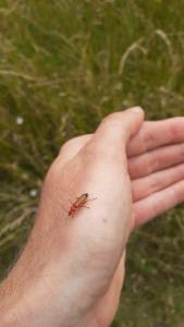 <i>Rhagonycha fulva</i>