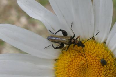 <i>Oedemera flavipes</i>