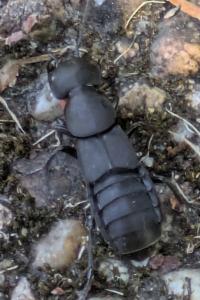 <i>Ocypus olens</i>