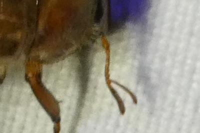 <i>Amphimallon solstitiale</i>