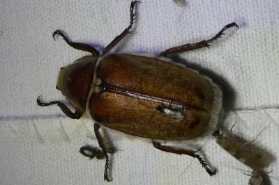 <i>Anoxia villosa</i>