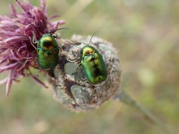 <i>Cryptocephalus</i>