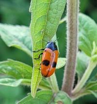 <i>Clytra laeviuscula</i>