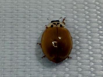<i>Harmonia</i>