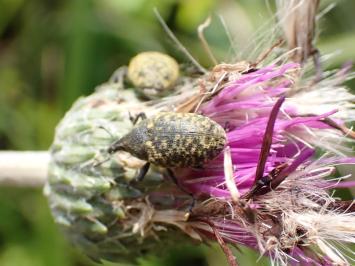 <i>Larinus turbinatus</i>
