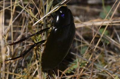 <i>Hydrophilus piceus</i>