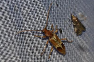 <i>Trichoferus pallidus</i>