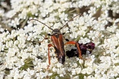 <i>Stenopterus rufus</i>