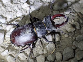 <i>Lucanus cervus</i>
