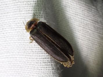 <i>Lampyris noctiluca</i>