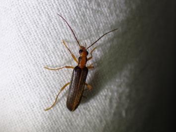 <i>Nacerdes carniolica</i>