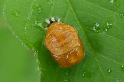 <i>Harmonia axyridis</i>