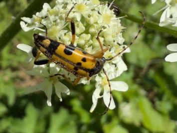 <i>Rutpela maculata</i>