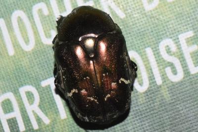 <i>Potosia cuprea</i>