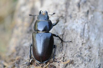 <i>Lucanus cervus</i>