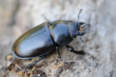 <i>Lucanus cervus</i>