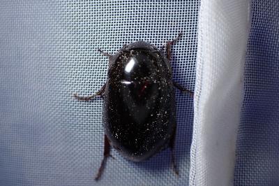 <i>Hydrochara caraboides</i>