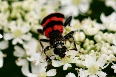 <i>Trichodes apiarius</i>
