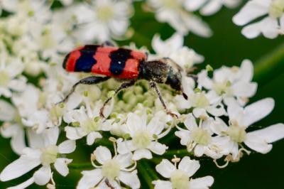 <i>Trichodes apiarius</i>