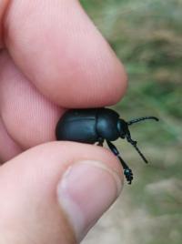 <i>Timarcha tenebricosa</i>