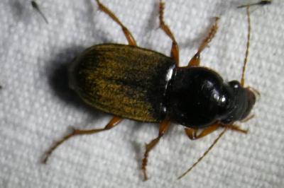 <i>Pseudoophonus rufipes</i>
