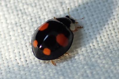 <i>Harmonia axyridis</i>