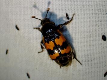<i>Nicrophorus vespillo</i>