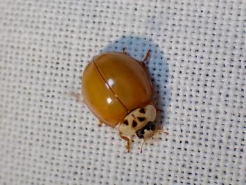 <i>Harmonia axyridis</i>