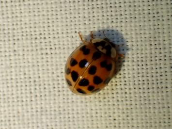 <i>Harmonia axyridis</i>