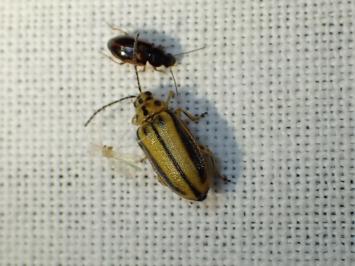 <i>Xanthogaleruca luteola</i>