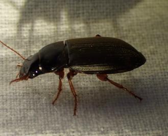 <i>Pseudoophonus rufipes</i>