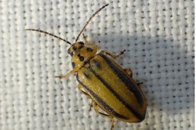 <i>Xanthogaleruca luteola</i>