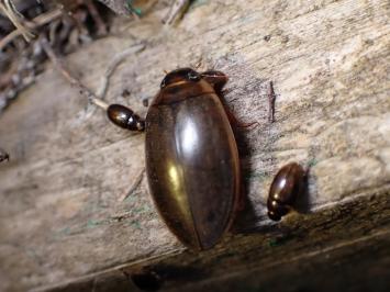 <i>Rhantus</i>