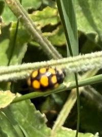 <i>Propylea quatuordecimpunctata</i>