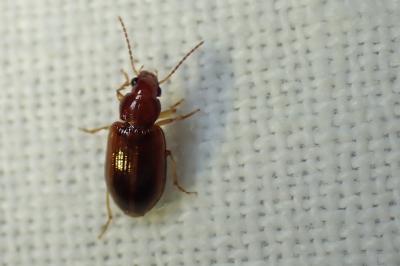 <i>Bradycellus</i>