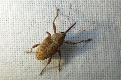 <i>Curculio elephas</i>