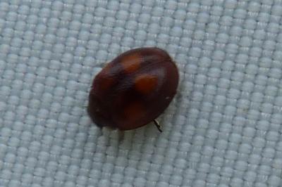 <i>Exochomus quadripustulatus</i>